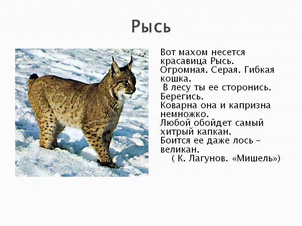 Описать дикого животного. Рассказ про Рысь 5 класс. Сообщение о рыси. Сообщение о рыси 4 класс. Рысь презентация.