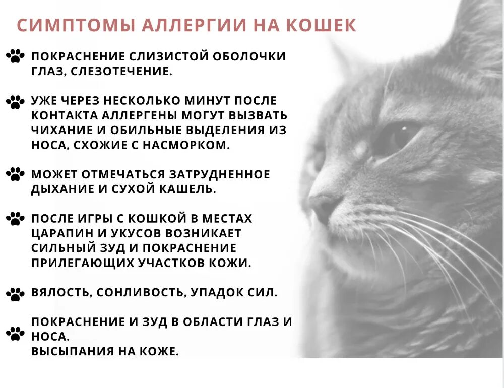 Про план от аллергии на кошек. Аллергия стерилизованных кошек. Аллергия у кота на роял канин. Аллергические пятна у кота. Корм пурина для аллергиков.