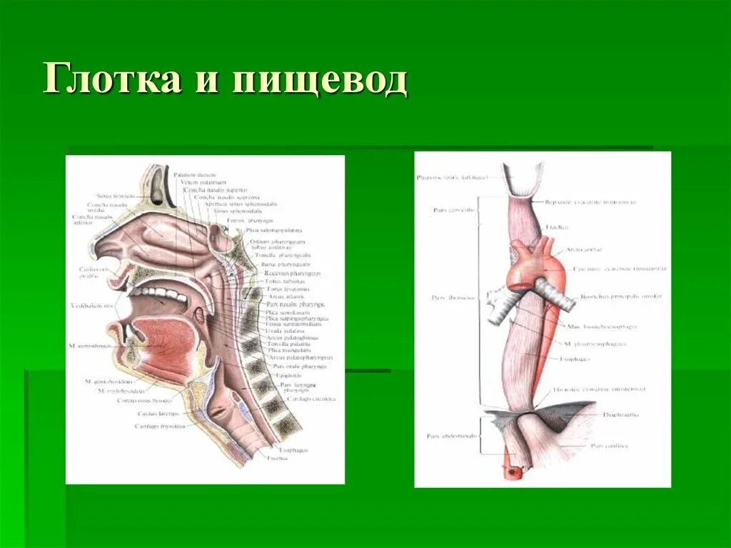 Строение глотки и пищевода. Глотка и пищевод строение и функции. Строение гортани и пищевода анатомия. Пищеварительная система пищевод анатомия. Строение и функции глотки в пищеварении.