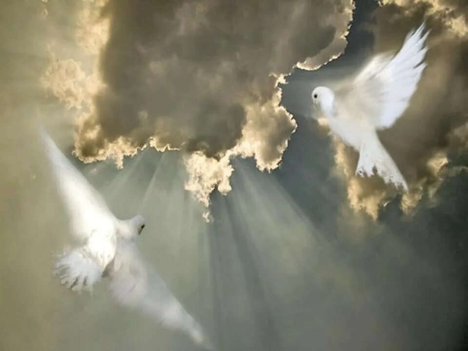 Душа 40. Голубь в облаках. Голуби в грозовом небе. Голубь душа. Небо голубь ангел.