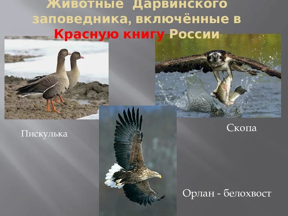 Птицы дарвинского заповедника. Дарвинский заповедник вологодской. Дарвиновский заповедник ярославская область. Дарвинский заповедник вологодской области растения. Символ дарвинского заповедника птица.