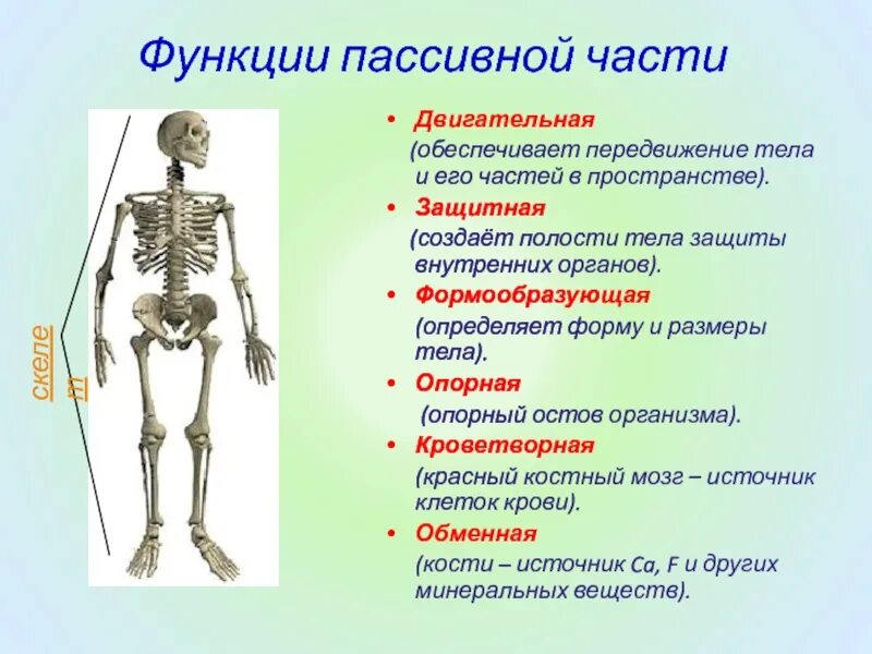 Обеспечивает перемещение тела в пространстве управляется соматическим. Опорно-двигательная система человека. обеспечивает перемещение тела в пространстве. передвижение организма в пространстве. обеспечение передвижения тела и его частей в пространстве.