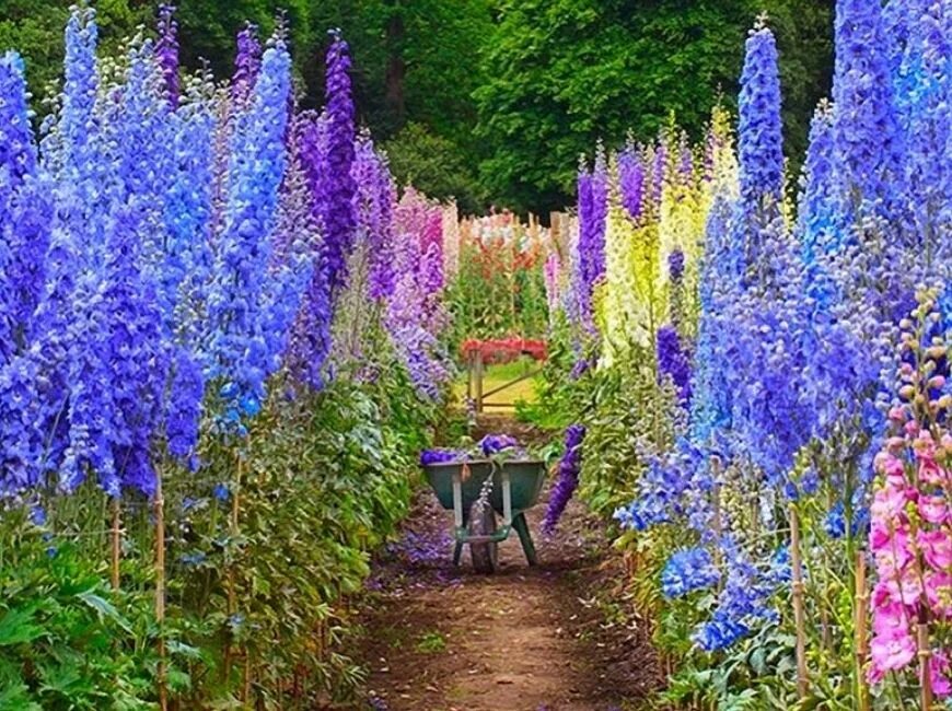 Цинерария-сальвия-колеус. Дельфиниум цветок. Наперстянка далматин микс. Клумба мальва дельфиниум хоста флоксы рудбекия. Высокие цветы для клумбы.