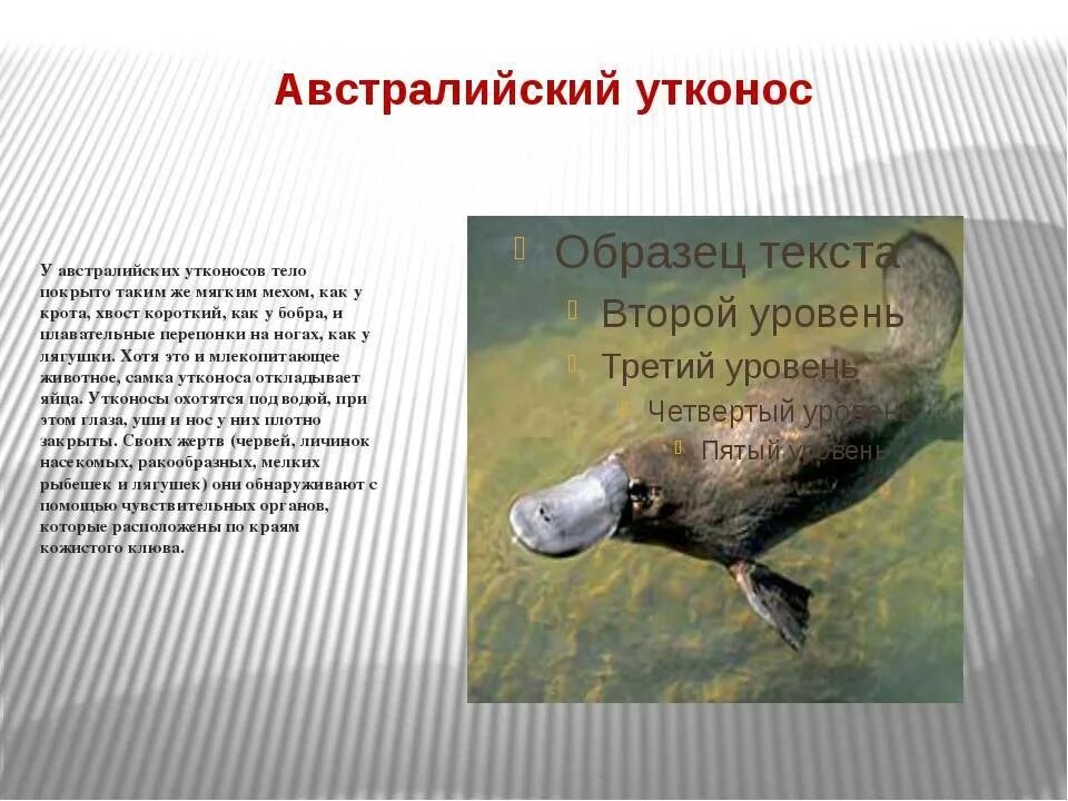 Утконос животное место обитания. Утконос. Реликтовые животные австралии. Утконос в австралии. Утконос живет на материке.