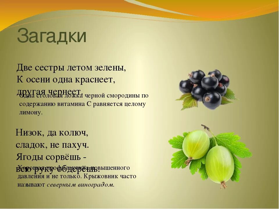 Подробное краткое содержание крыжовник. Загадка про крыжовник для детей. загадки про ягоды. загадка про оливки для детей. загадка про маслины.