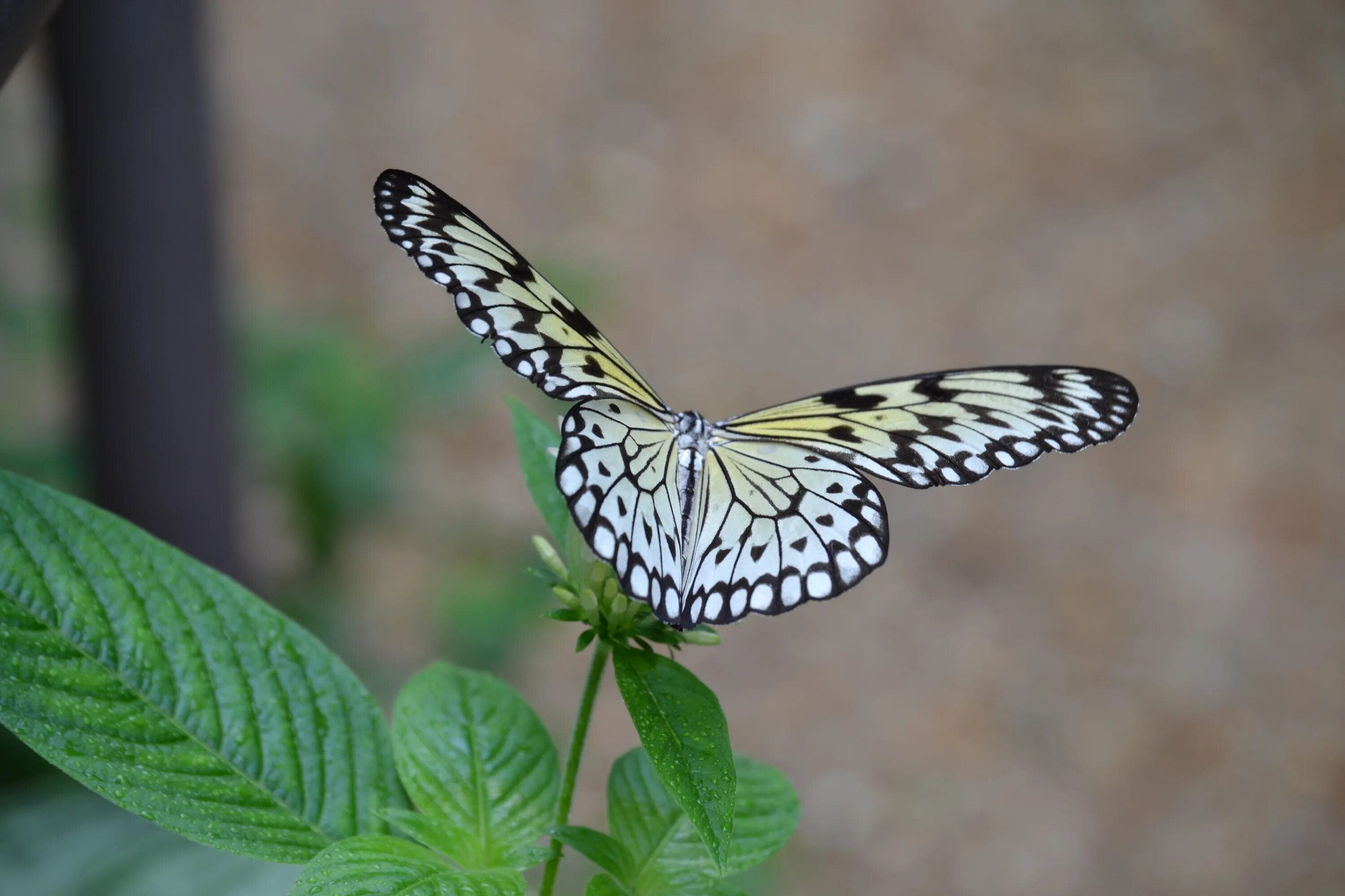 Взмах крыльев мотылька 2000. Бабочка белая. Бабочки фото. Взмах крыльев бабочки. Взмах крыла бабочки.