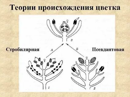 Происхождение цветка