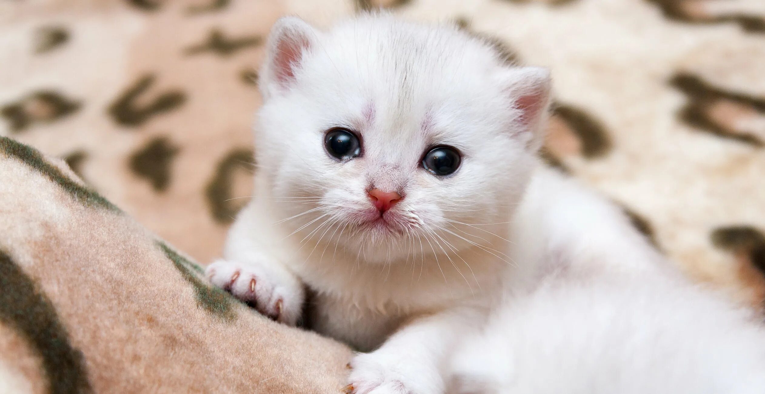 Какие котенки