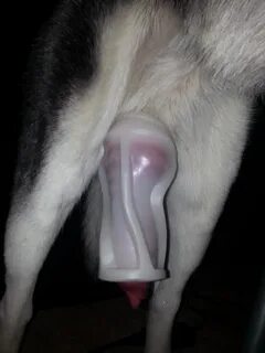 Dog fleshlight porn ❤ Best adult photos at apac-anz-cc-prod-wrapper.amway.com
