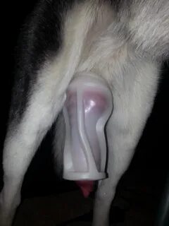 dog fleshlight porn.