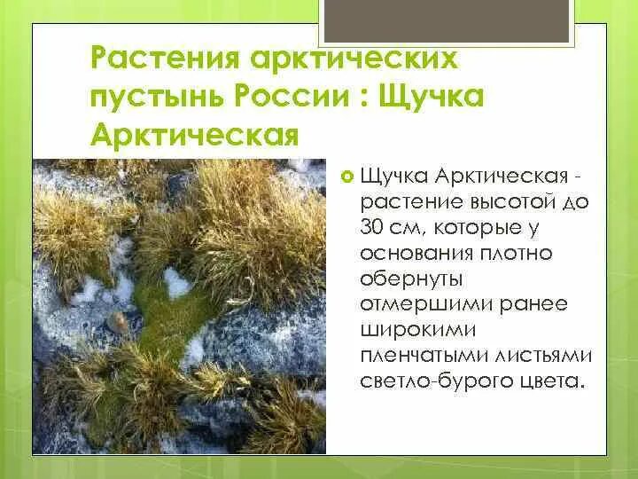 Выберите растения арктических пустынь. Растения арктических пустынь России. Растения арктических пустынь. Арктические пустыни растительность. Растения Аркт. Пустыня.