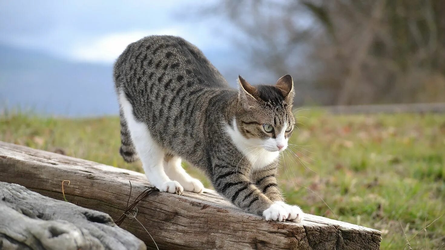 Картинки животных коты. Полосатый кот. кошка на природе. полосатые коты. серая полосатая кошка.