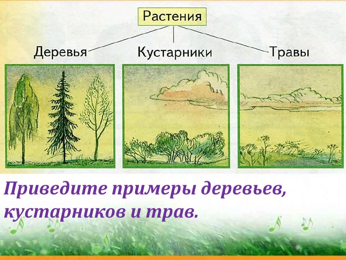 Приведите примеры известных вам из жизни. Деревья кустарники травы. Примеры деревьев кустарников. Группы растений деревья кустарники и травы. Слайд деревья кустарники травы.