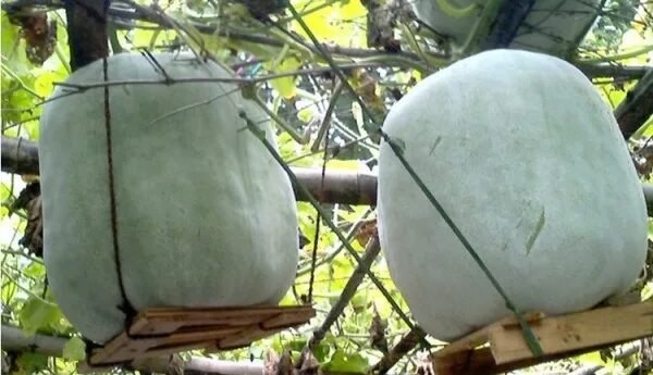 What is Winter Melon? Winter Melon Health Benefits Bachelor Recipe Edible plants