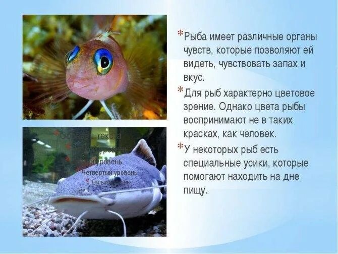 Осязание у рыб. Органы чувств рыб. Jhufys xeedcnd e HS,. Зрение рыб. Какое значение имеют глаза у рыб