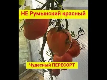 Румынский красный