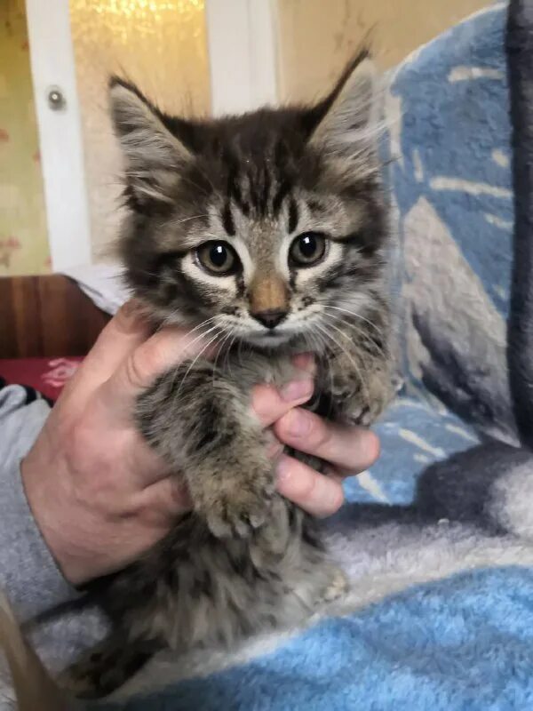 дорога домой муром