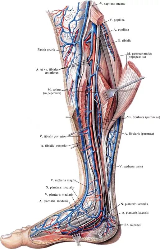 Нервы ноги. Поверхностная большеберцовая Вена. Большеберцовый нерв анатомия. Малоберцовая Вена анатомия. Топография малоберцового нерва.
