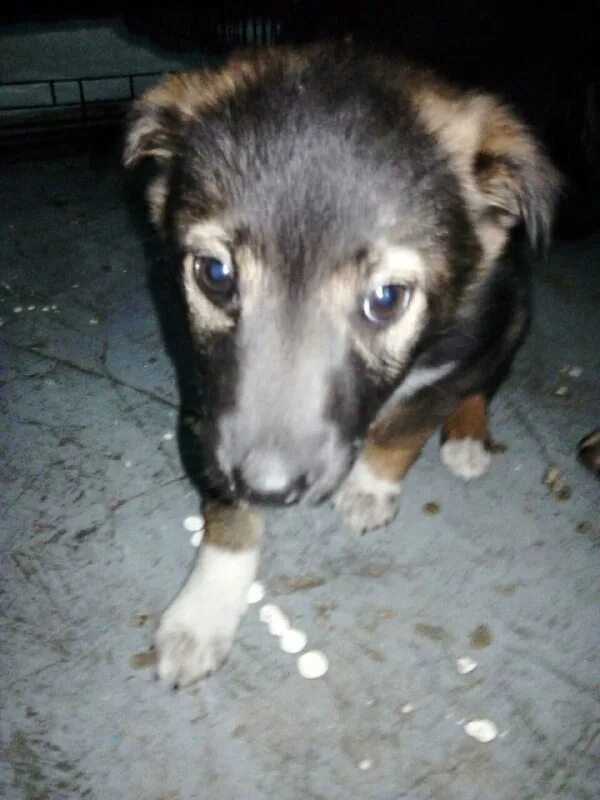 рыжий кот зеленогорск красноярского