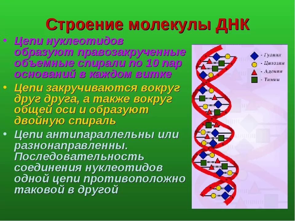 Днк образована нуклеотидами