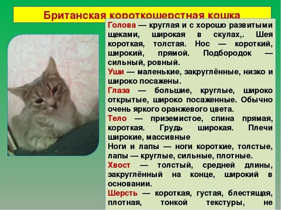 Включи кота описание. Краткие сведения о породе Британская короткошерстная. Британская кошка основные сведения. Британская кошка характеристика. Британская короткошёрстная кошка описание.