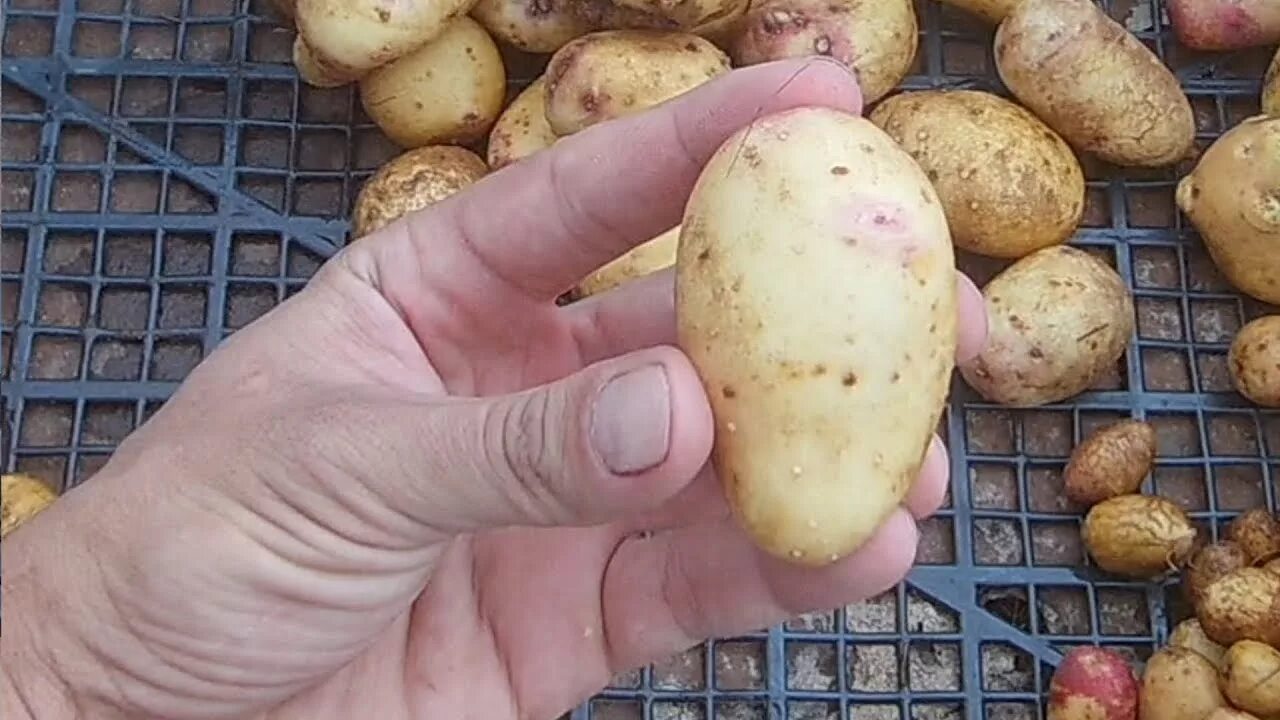 Картошка из семян. Вырастить картофель из семян. Урожай из семян картошки. Зеленые семена картошки.