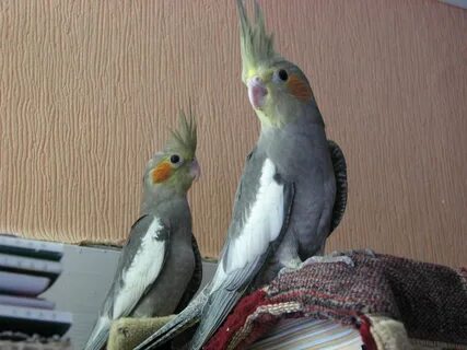 Корелла на улице