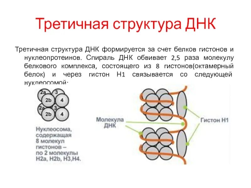 Связана с белками гистонами. Третичная структура ДНК. ДНК И белки гистоны. Молекула ДНК В третичной структуре. Строение хроматина. ДНК связывающие белки.