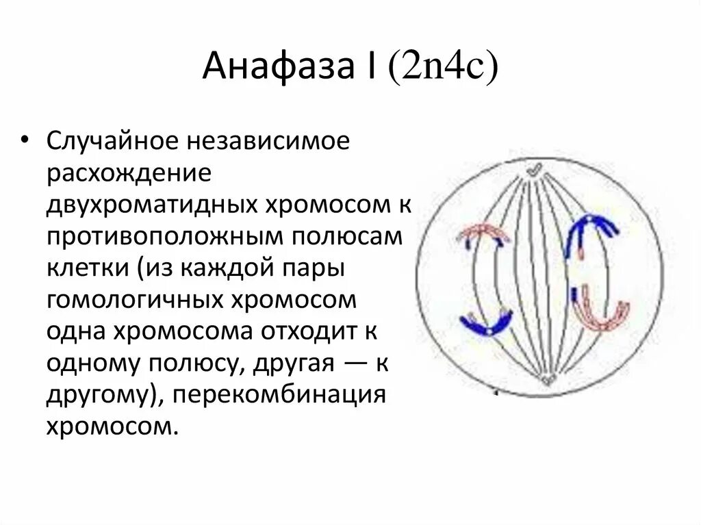 Анафаза 1 и 2. Мейоз 1 анафаза 1. Анафаза 1 мейоз рис. Телофаза мейоза 2.