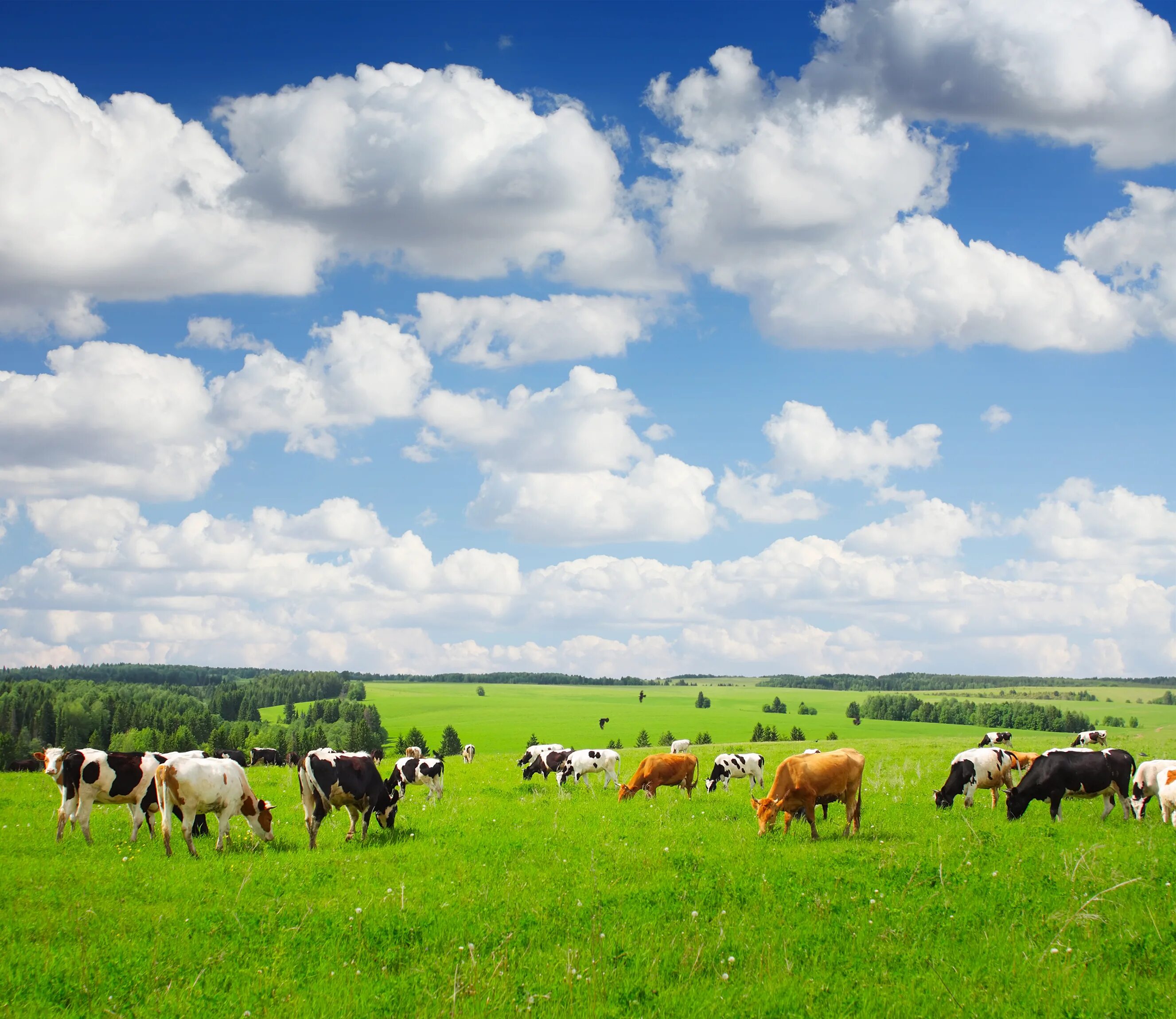 Поле коровки. Луговой пастбищный агроландшафт. Коровы на лугу. Коровы пасутся. Коровы в поле.