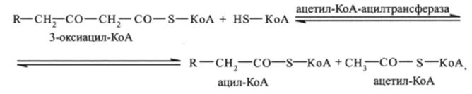 Расщепление жирных кислот до ацетил КОА. Ацетил КОА ацилтрансфераза. Ацил КОА И ацетил КОА. Образование ацетил КОА из ацил КОА. Гравураш ду коа