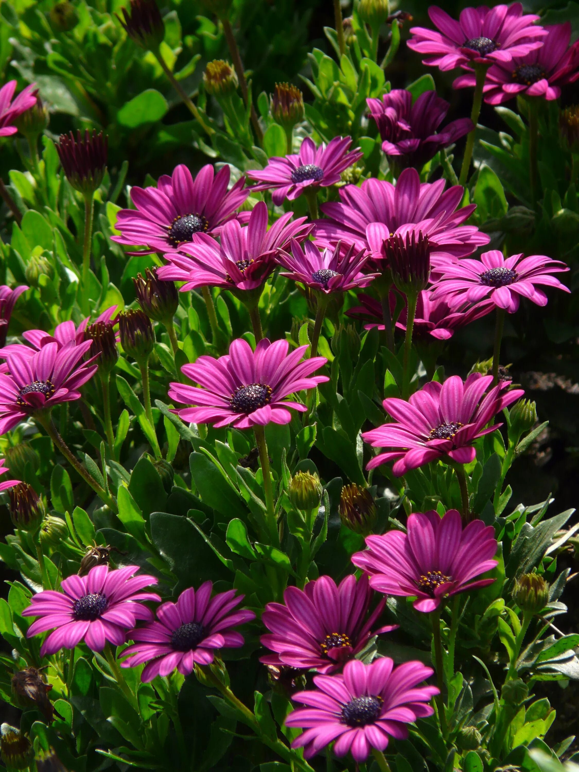 Golden Tickseed - Plains Coreopsis Dwarf Flowers 1g / 500 Organic Seeds - Coreop