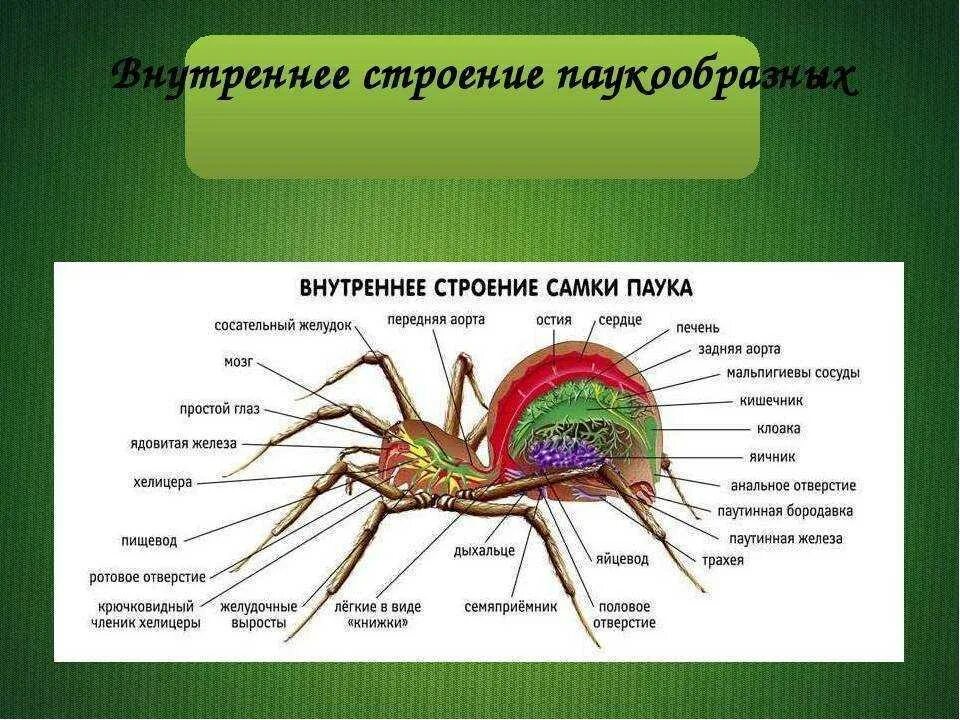 Паукообразные схема. Паукообразные пауки внутреннее строение. Строение паукообразных 7 класс биология. Строение тела паукообразных 7 класс биология. Внешнее и внутреннее строение паукообразных 7 класс.