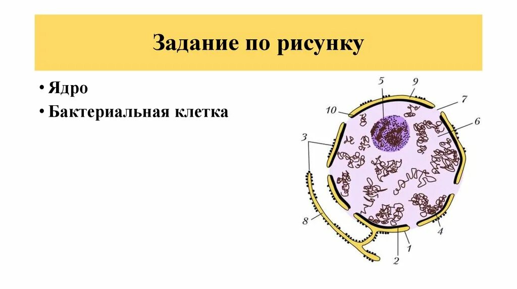 Строение бактерии с ядром. Клеточное ядро бактерий. Ядро бактериальной клетки. Ядерная клетка бактерии. В клетках бактерий есть ядро