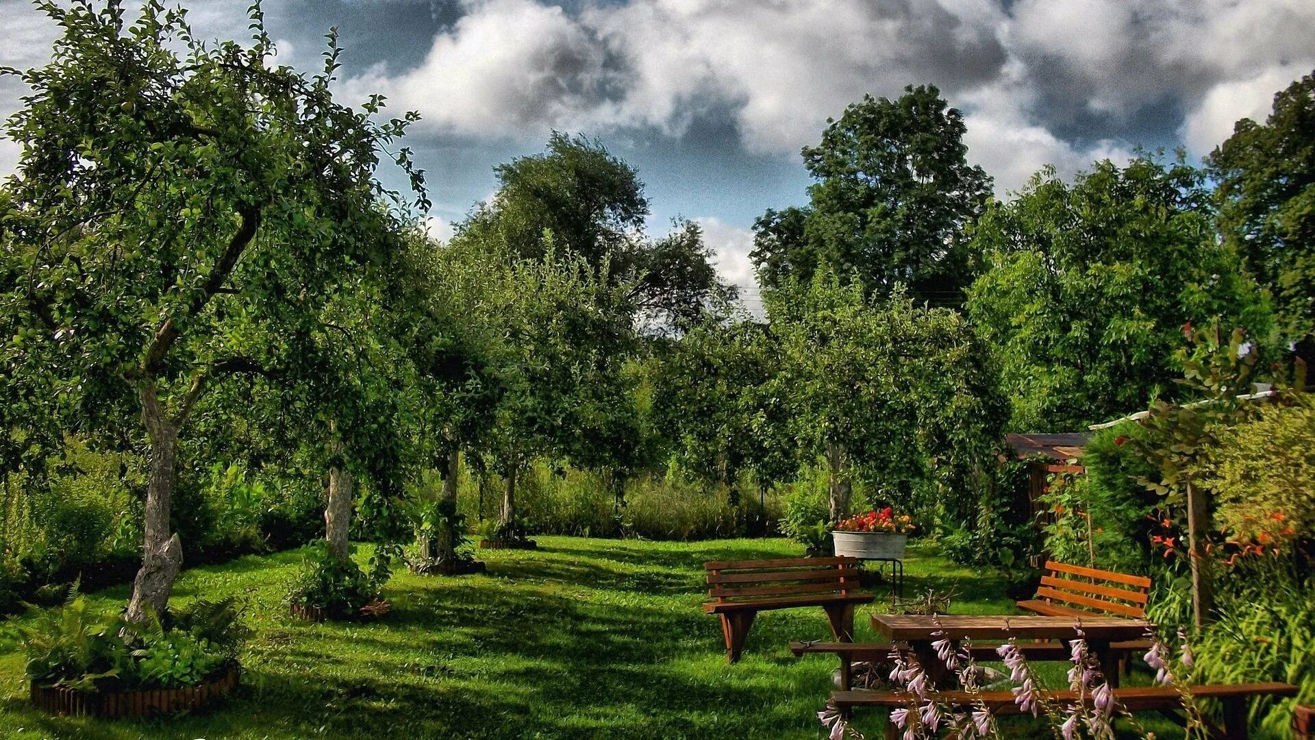 Вид на сад. Лужайка в саду. Газон элитный партерный. Ясная поляна яблоневый сад. Дом в саду.