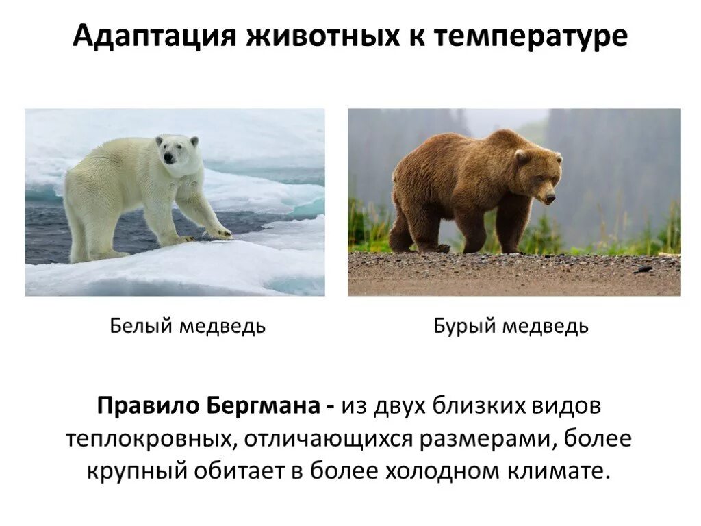 Как приспособились к жизни медведи. Морфологические адаптации бурого медведя. Приспособления животных к холоду. Температурные адаптации животных. Адаптация животных к холоду.