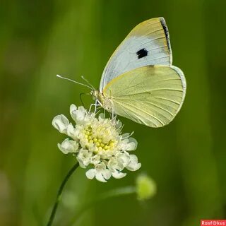 Капустница летает