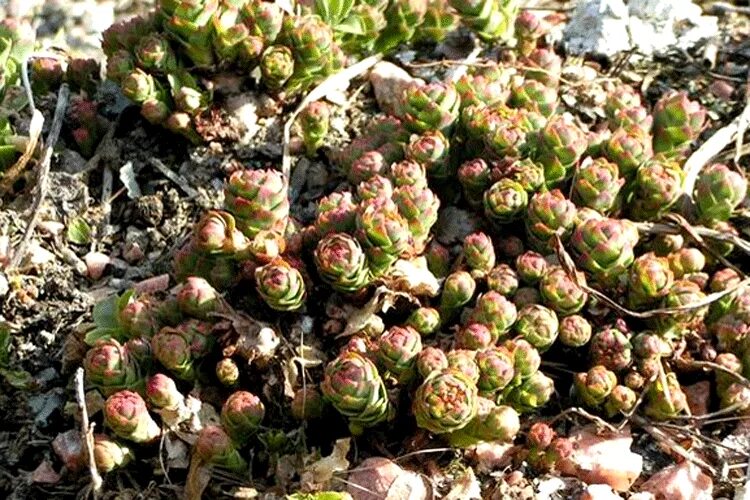 Родиола иремельская (Rhodiola iremelica). Золотой корень родиола розовая корень. Родиола розовая Толстянковые. Родиола розовая на Иремеле.