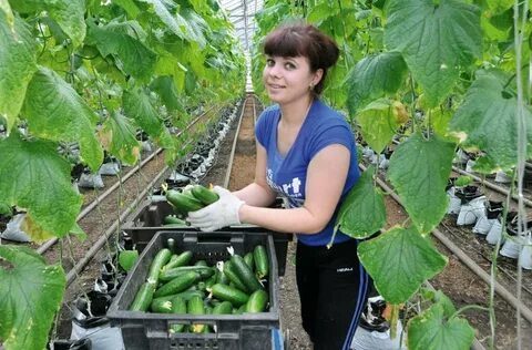 Уборка урожая в теплице