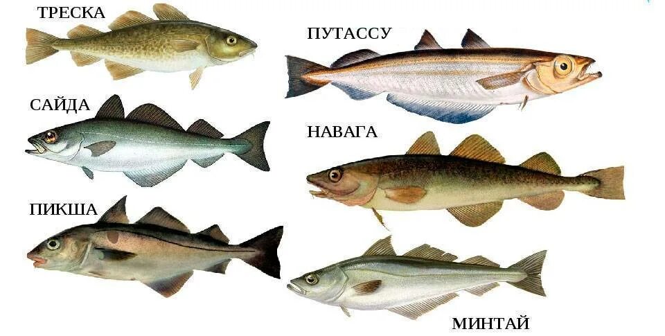 Минтай относится. Семейство тресковых рыб представители. Рыба семейства тресковых навага. Минтай навага треска. Рыба семейства ирксковых м.