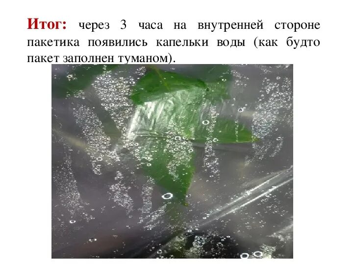 Опыт целлофановый пакет и растения. Поместить лист в полиэтиленовый пакет. Лист в полиэтиленовом пакете эксперимент. Капельки воды на пакете. Зачем листьям вода