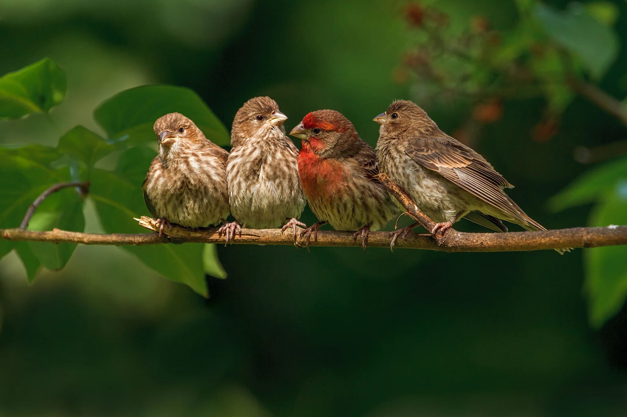 Pin by Clare Irwin on ...Of a Feather Animals, Beautiful birds, Pet birds