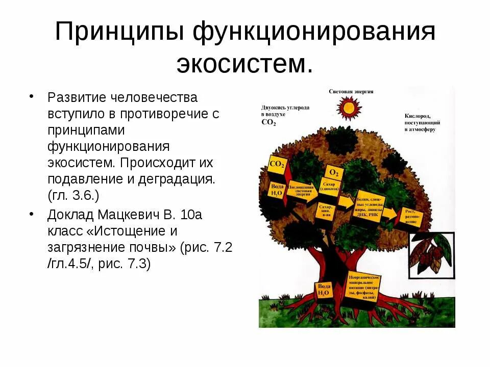 Принципы функционирования и развития систем. Общие свойства экологических систем и принципы их функционирования. основные принципы функционирования экосистем. основной принцип функционирования экосистем. экосистемы и принципы их функционирования.