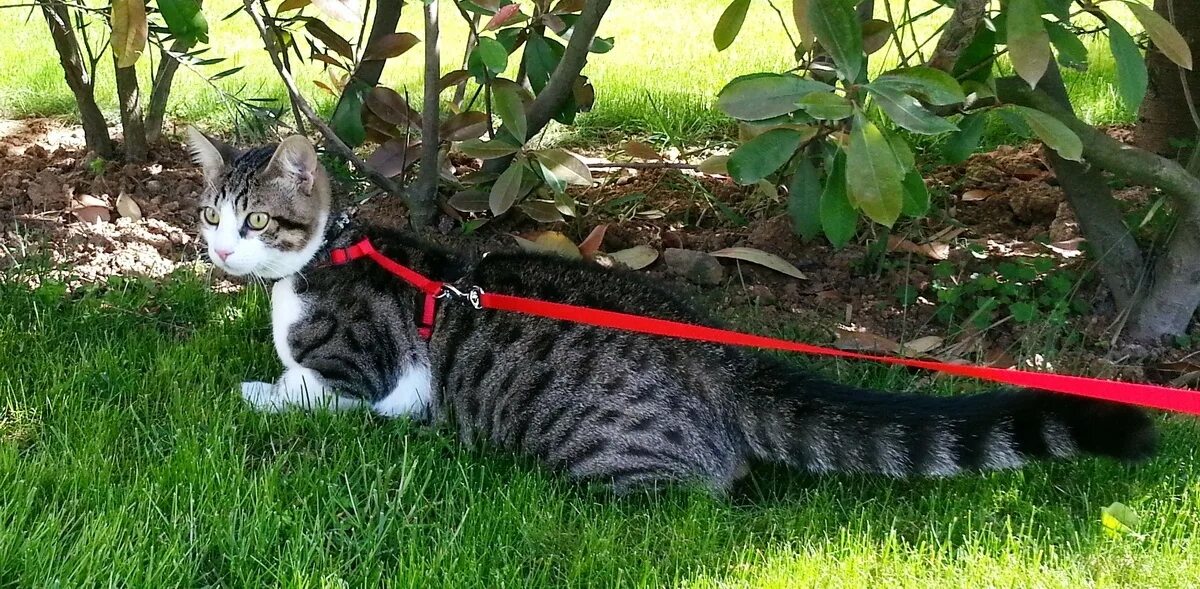 Прогулка кота. Поводок для кошек. шлейка для кота. кот на шлейке гуляет. шлейка для кошек для прогулки.