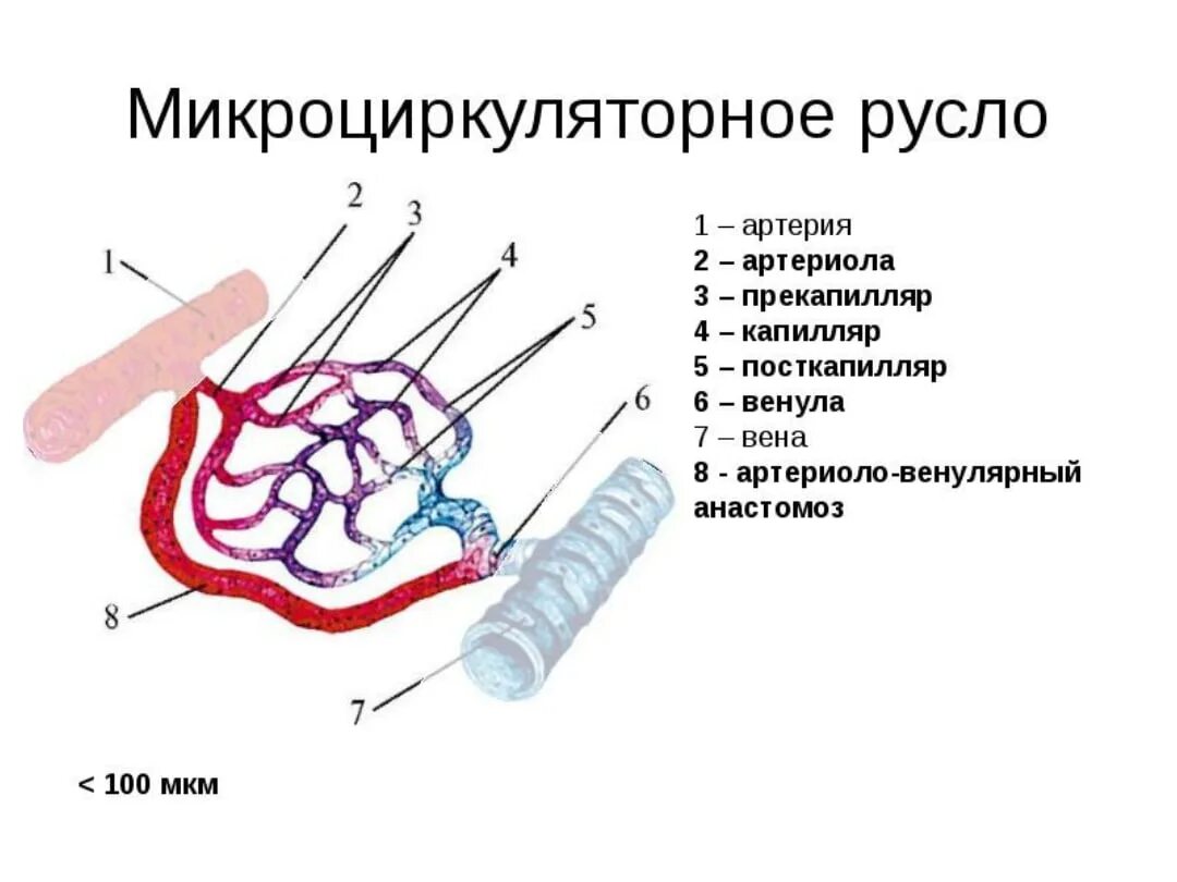 Пронизан кровеносными капиллярами. Сосуды микроциркуляторного русла схема. Строение микроциркуляторного русла физиология. Схема микроциркуляторного русла анатомия. Схема микроциркуляторного русла гистология.