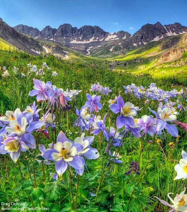 Rocky mountain цветок. Цветы грузии фото с названиями. Высокогорные цветы алтая. Синие горные цветы. Эдельвейс крымский фиолетовый.