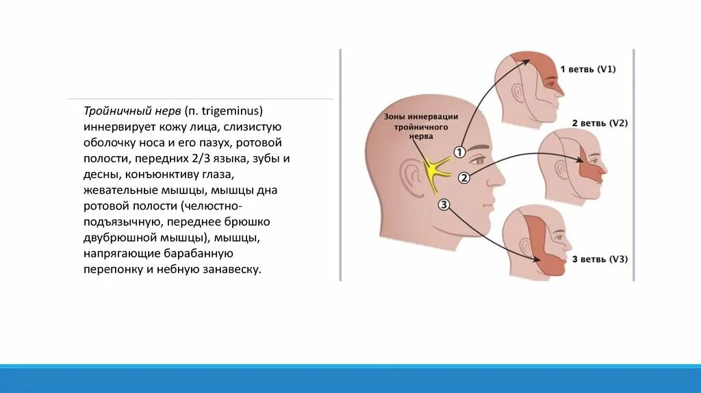 Ветви 1 ветви тройничного нерва. Ветви тройничного нерва схема. Тройничный нерв неврология схема. Зоны кожной иннервации тройничного нерва.