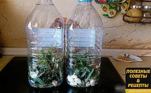 Огурцы в пластиковых бутылках на зиму. Огурцы в пятилитровых бутылках. Огурцы баклажки. Соленые огурчики в пластиковых бутылках. Огурцы в 5 литровых бутылках.
