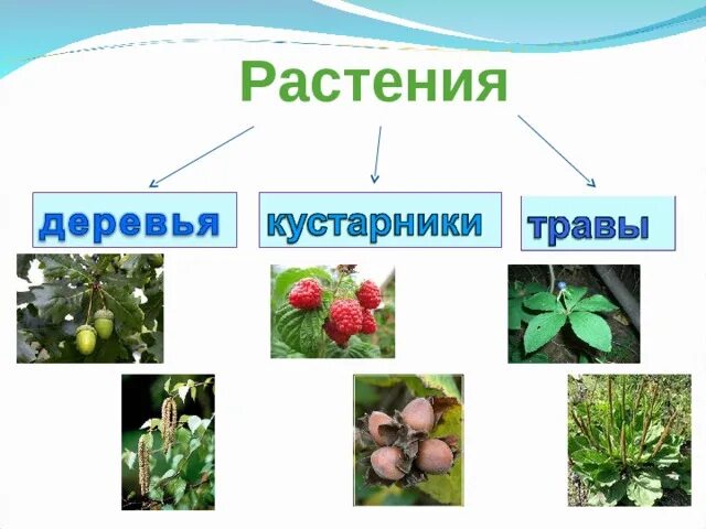 Проект растения нашего края 2 класс Картинки ИНФОРМАЦИЯ О ДЕКОРАТИВНЫХ РАСТЕНИЯХ