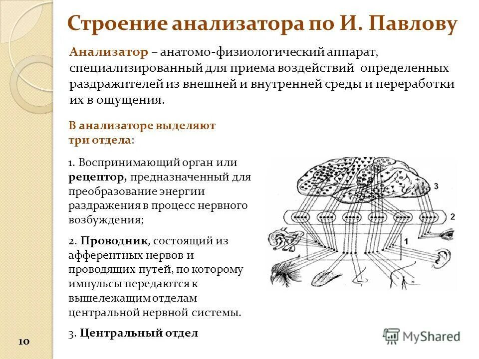 Анатомо-физиологический аппарат. Анатомо-физиологический аппарат ощущения.. Анатомо физиологический аппарат анализатор. Анатомо психологические аппарат.